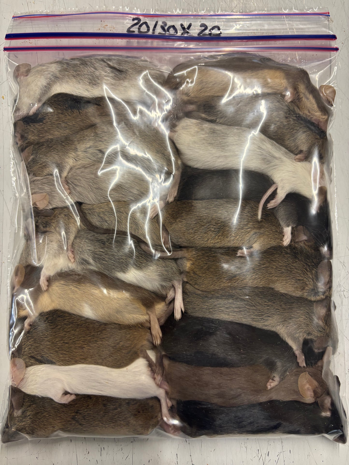 Souris 20/30 x 20