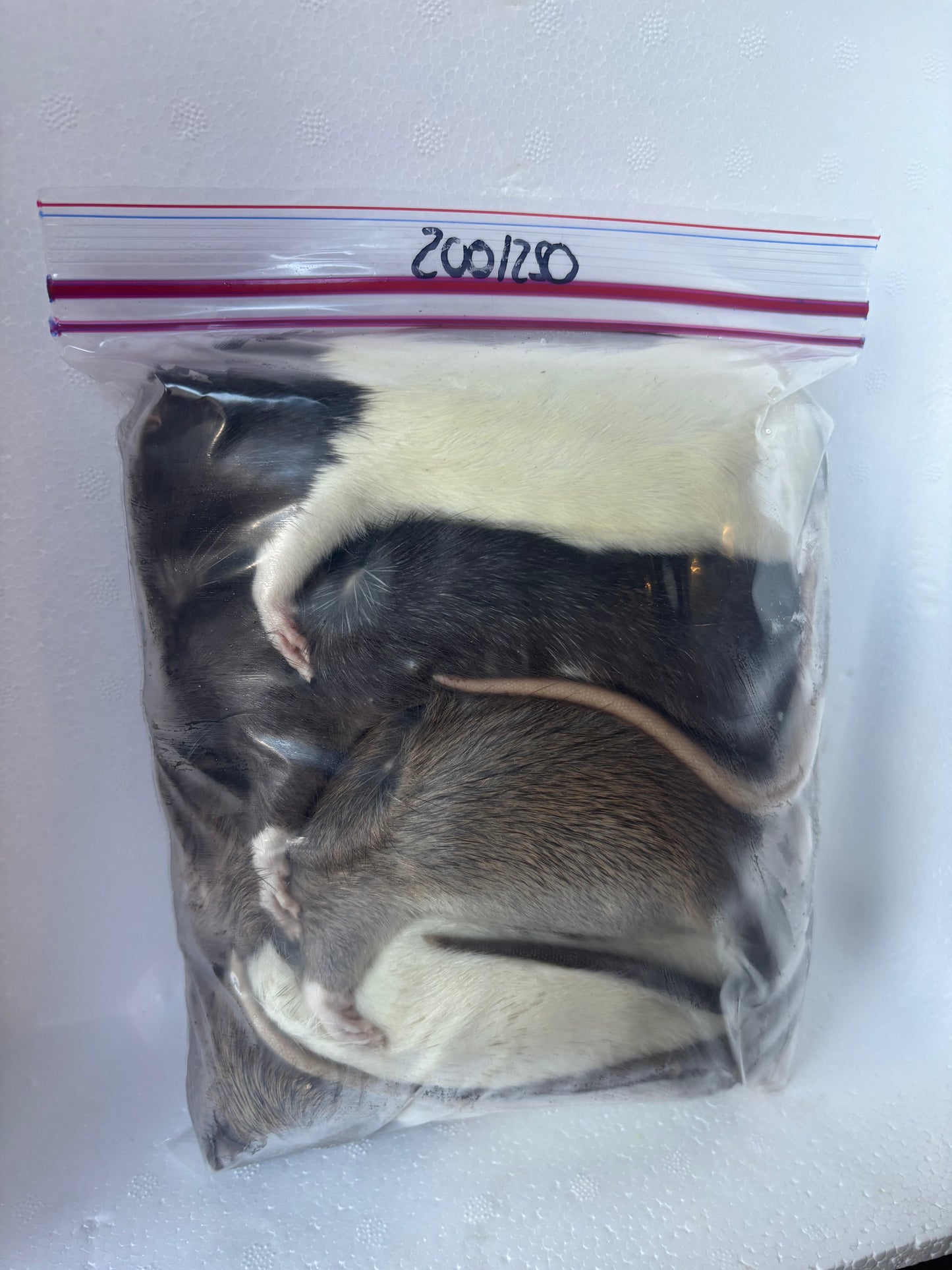 Rats 200/250 X 4
