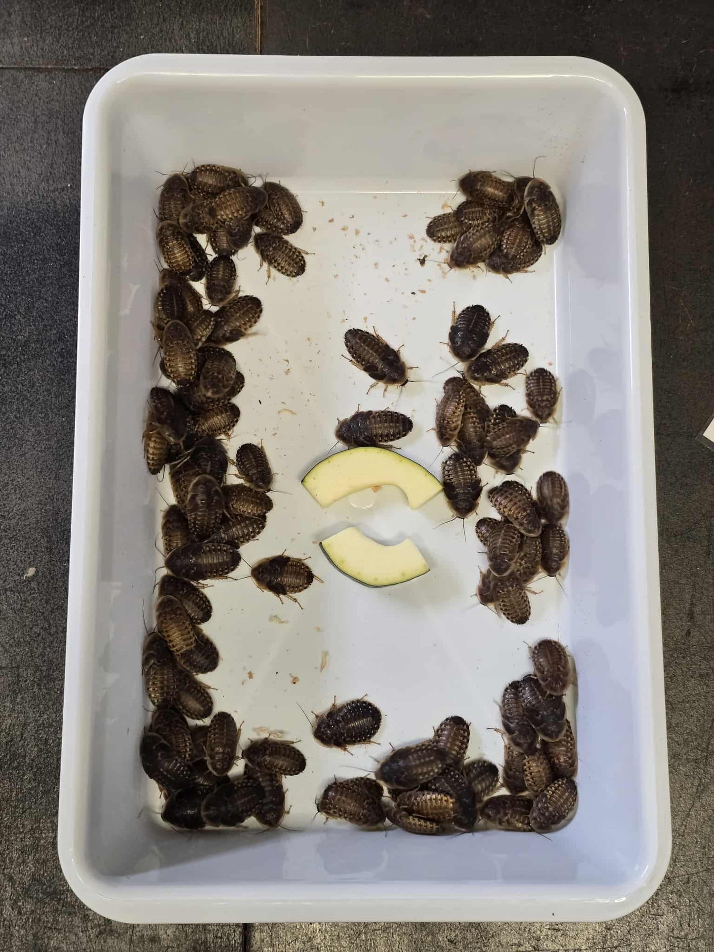 Blattes Dubia-100SA