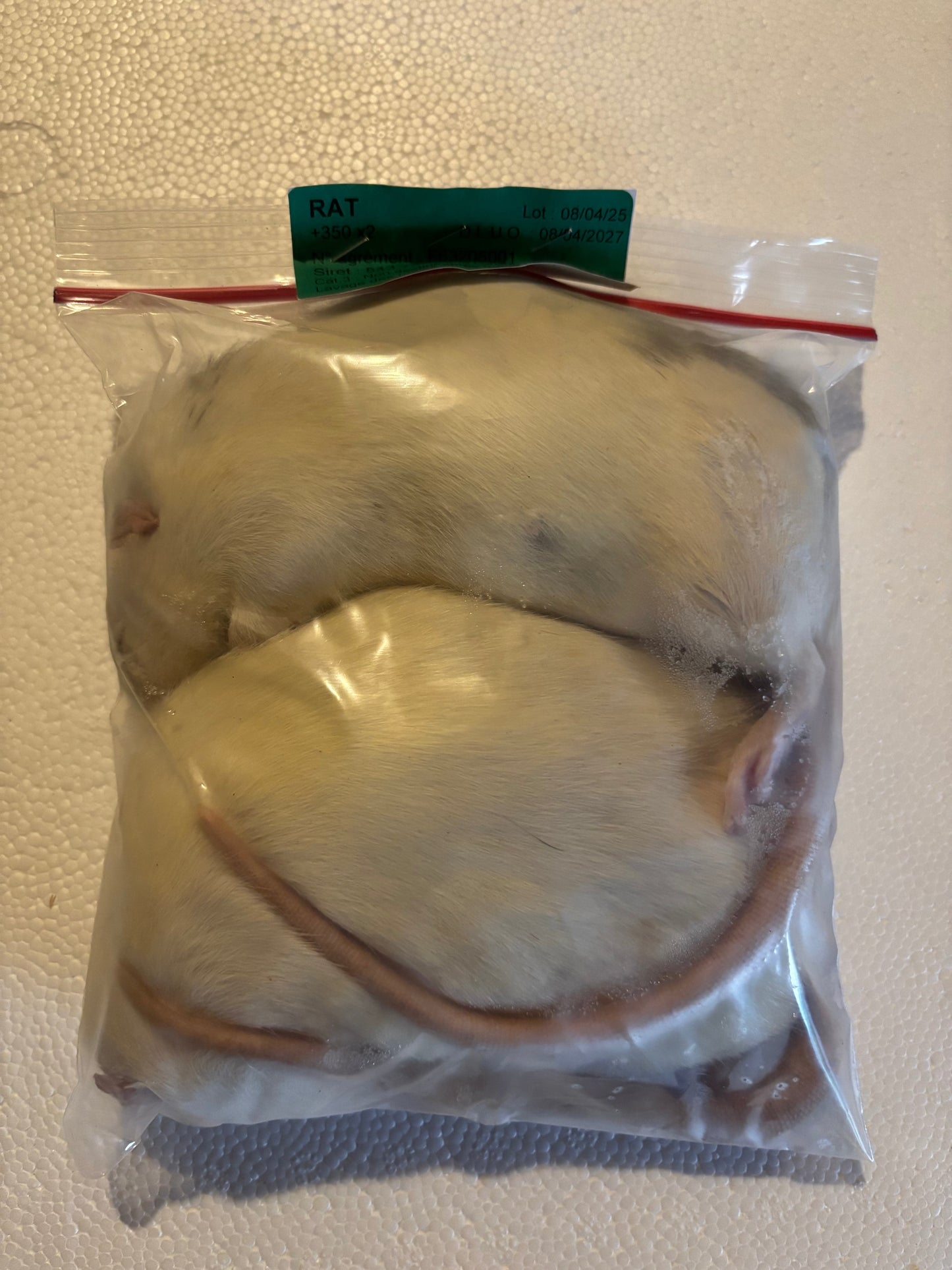 Rats +350 X2