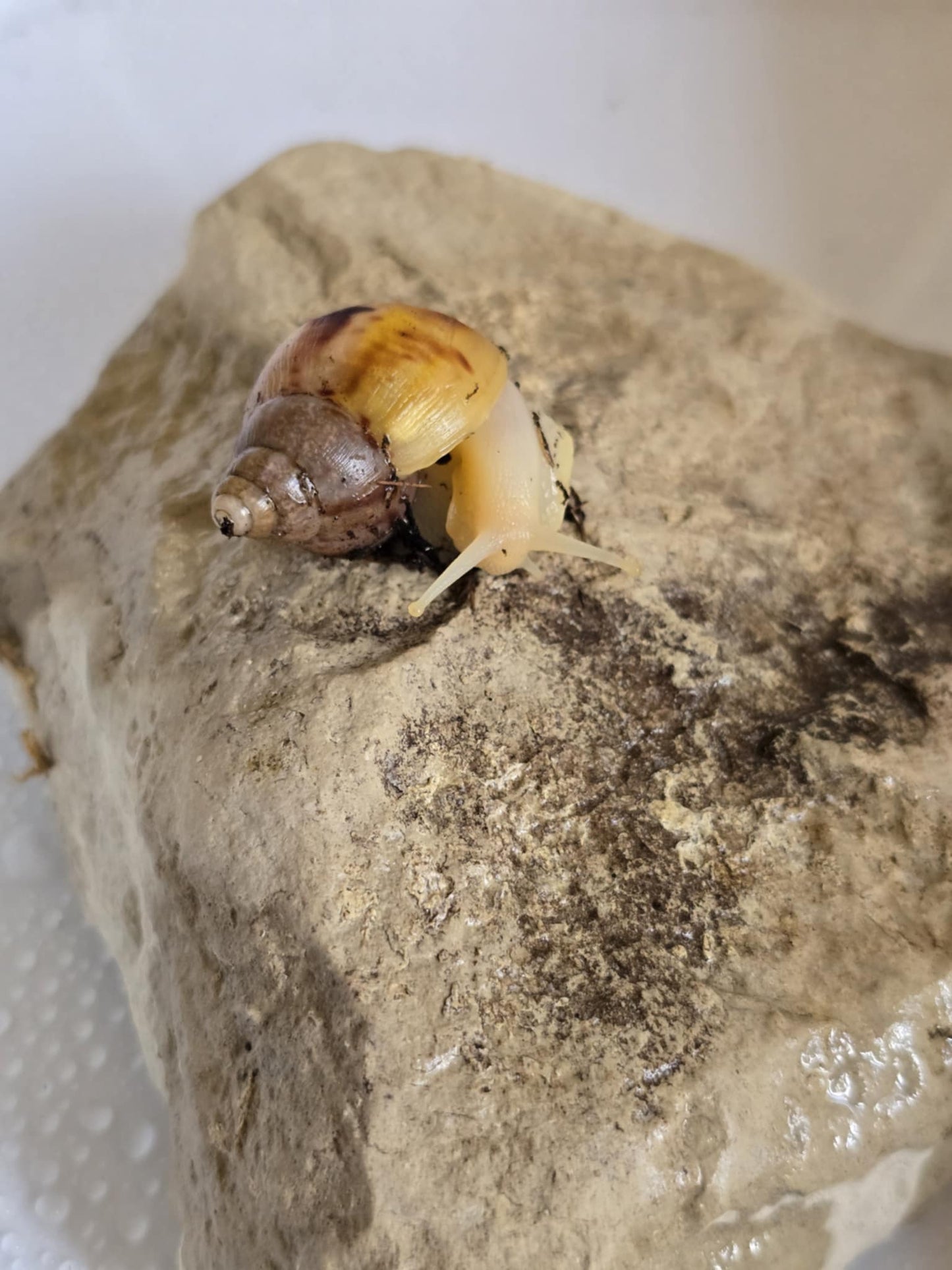 Lissachatina fulica White jade-1