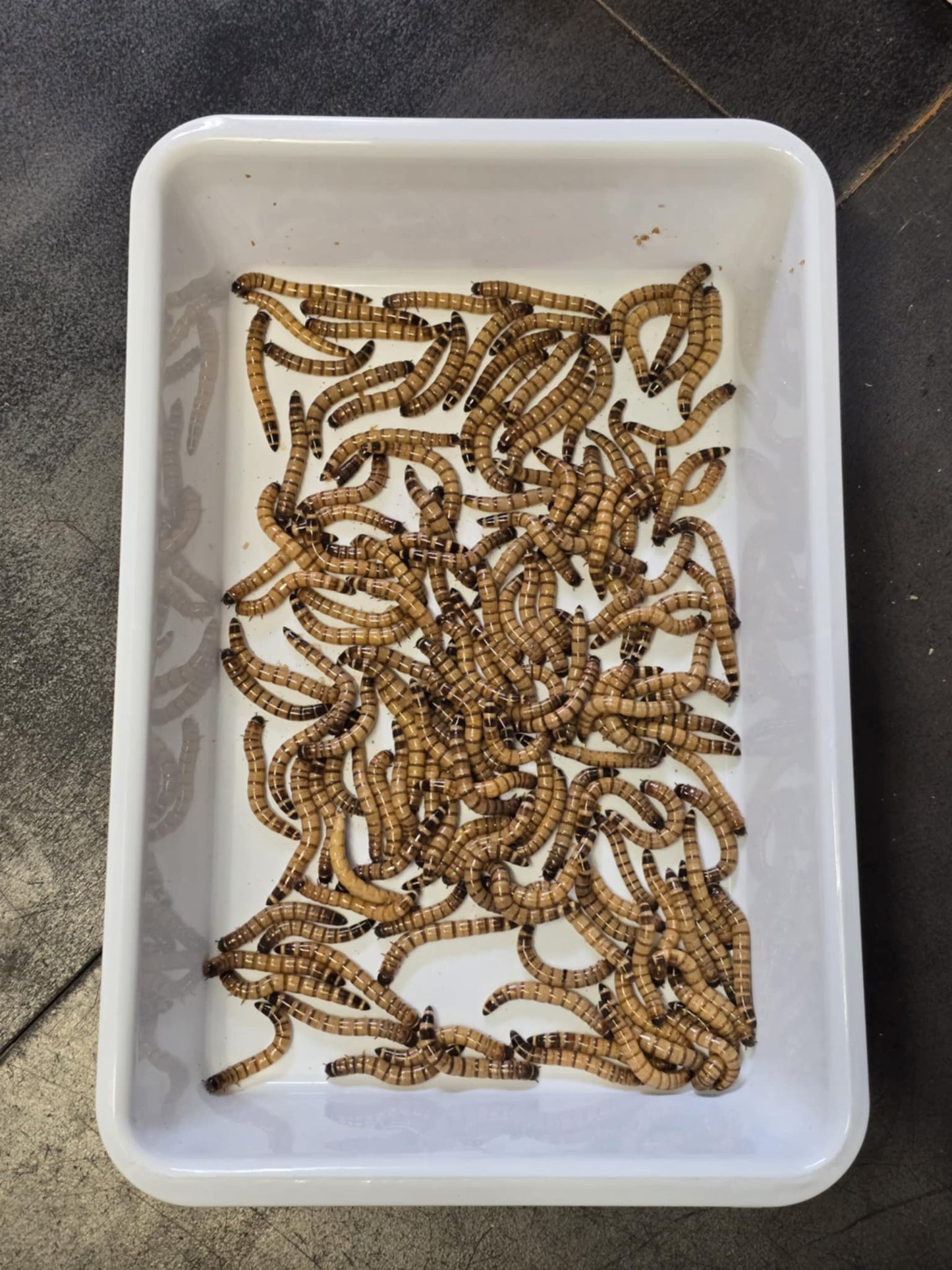 Vers de Morio-150g