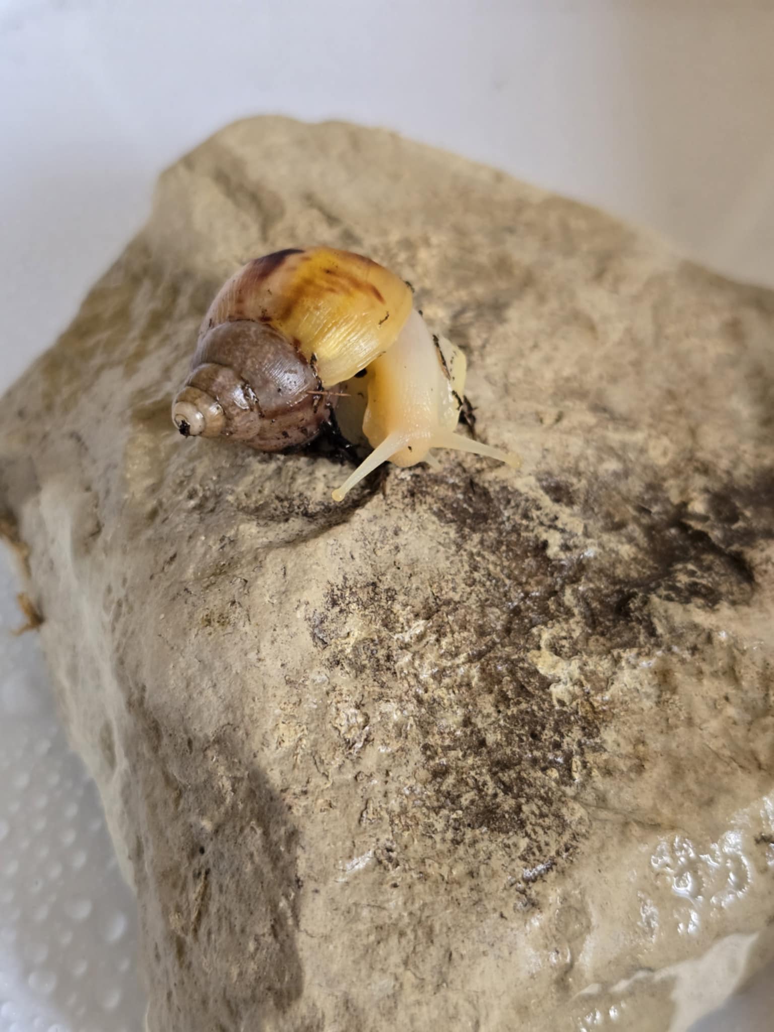 Lissachatina fulica White jade-1