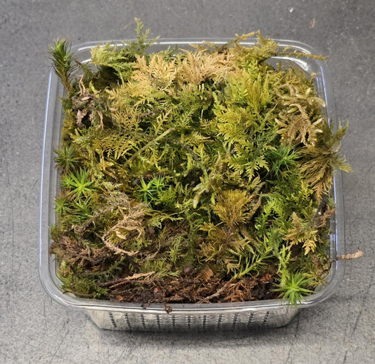 Mousse de Forêt-500ml